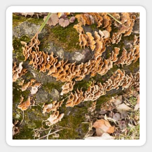 Bracket fungus Sticker